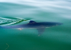 Great white shark - Monterey Bay